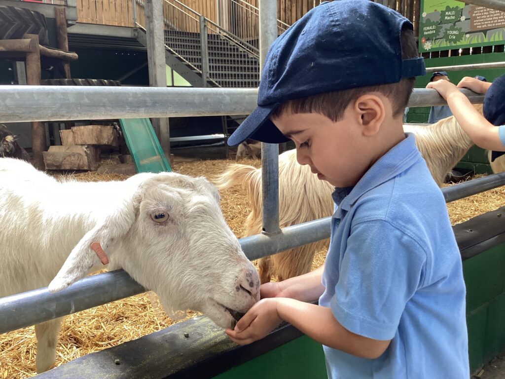 student feeding a goat