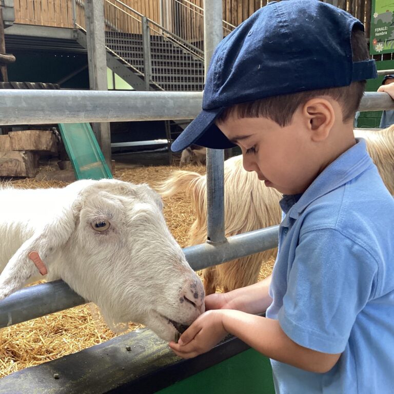 student feeding a goat
